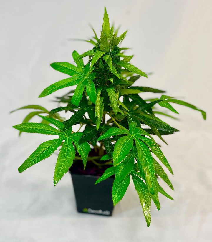 How to Decorate with Artificial Cannabis Plants