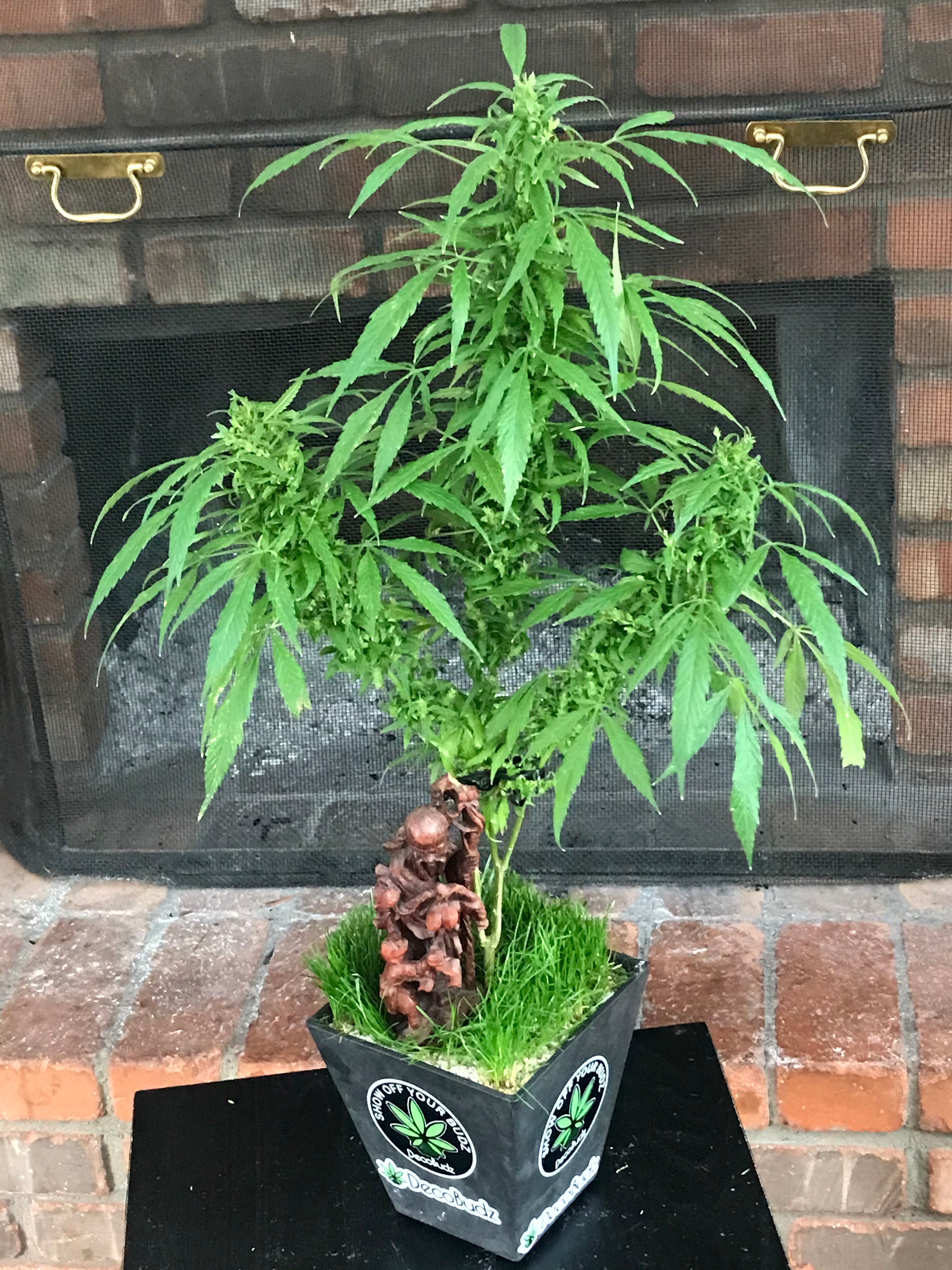 "Lush, vibrant live cannabis plant perfect for 420-friendly decor, canna weddings, and unique home or office spaces. Adds a fresh, natural touch to any setting."