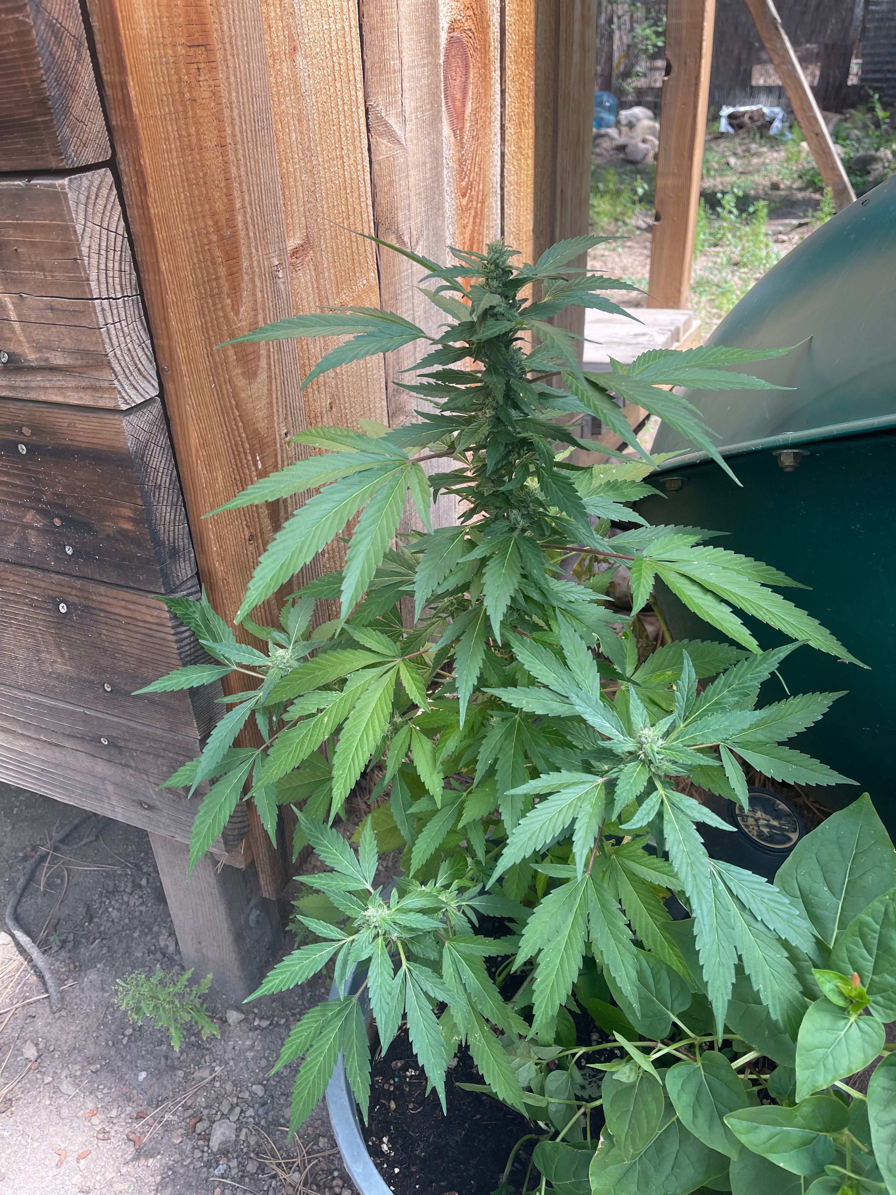 "Mature Cannabis Ruderalis plant with lush, green foliage, perfect for adding a natural, 420-friendly vibe to any setting."