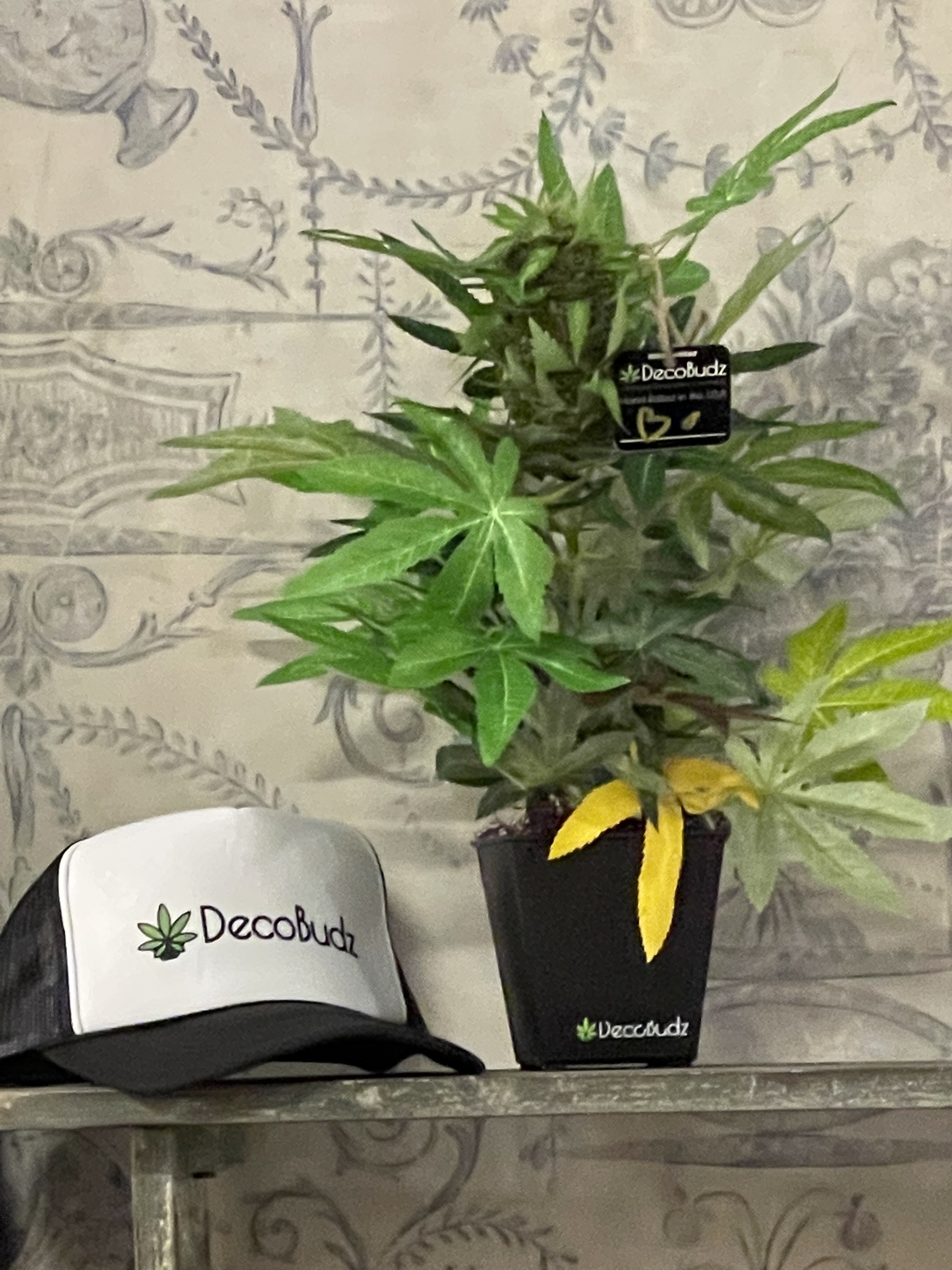 DecoBudz trucker hat and small  Og DecoBudz replica pot plant