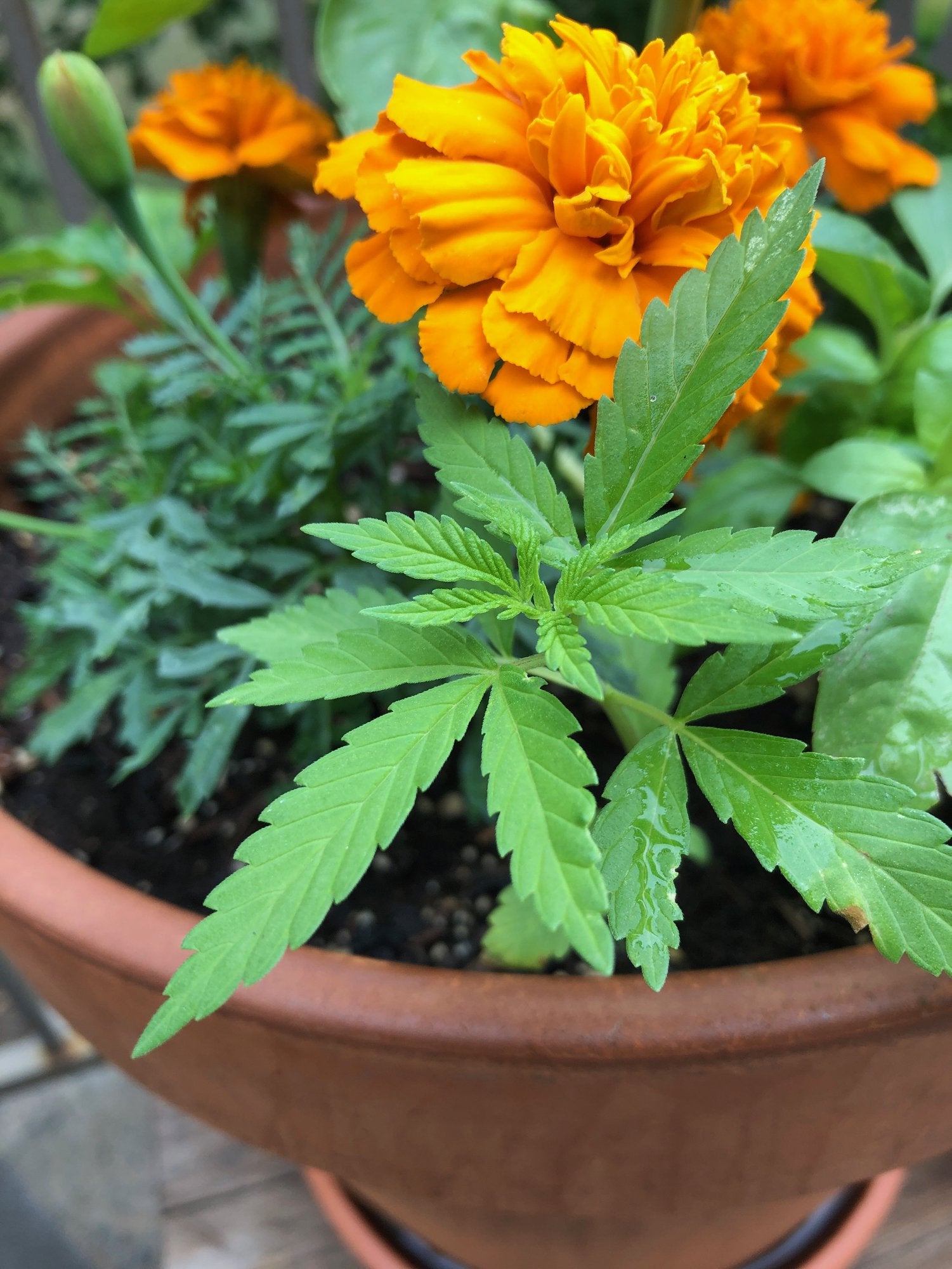 "Stylish decorative weed plant paired with a bright marigold, blending a touch of 420 charm with vibrant garden flair."