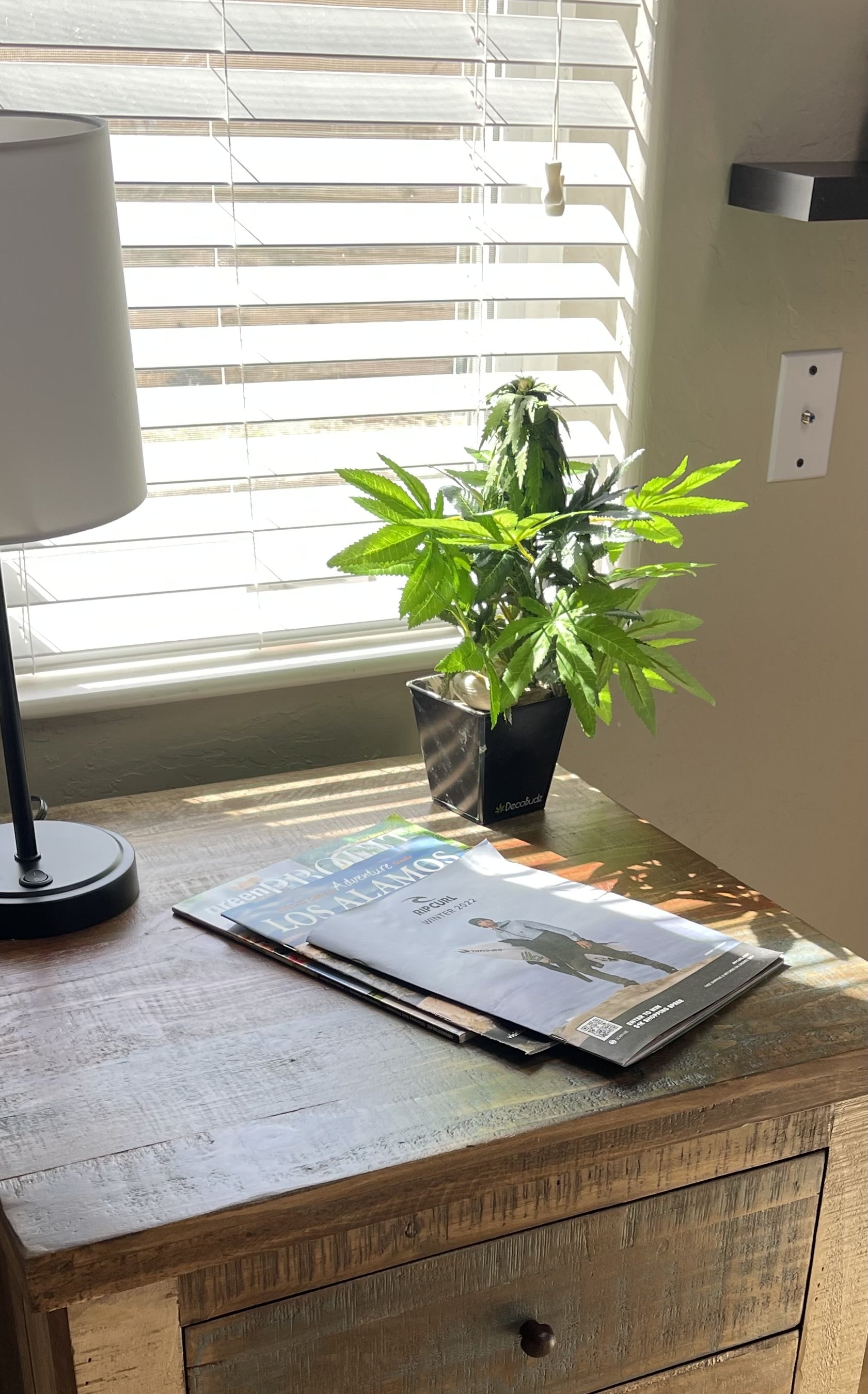 Fake cannabis plant shown on an office desk with sun streaked green leaves 