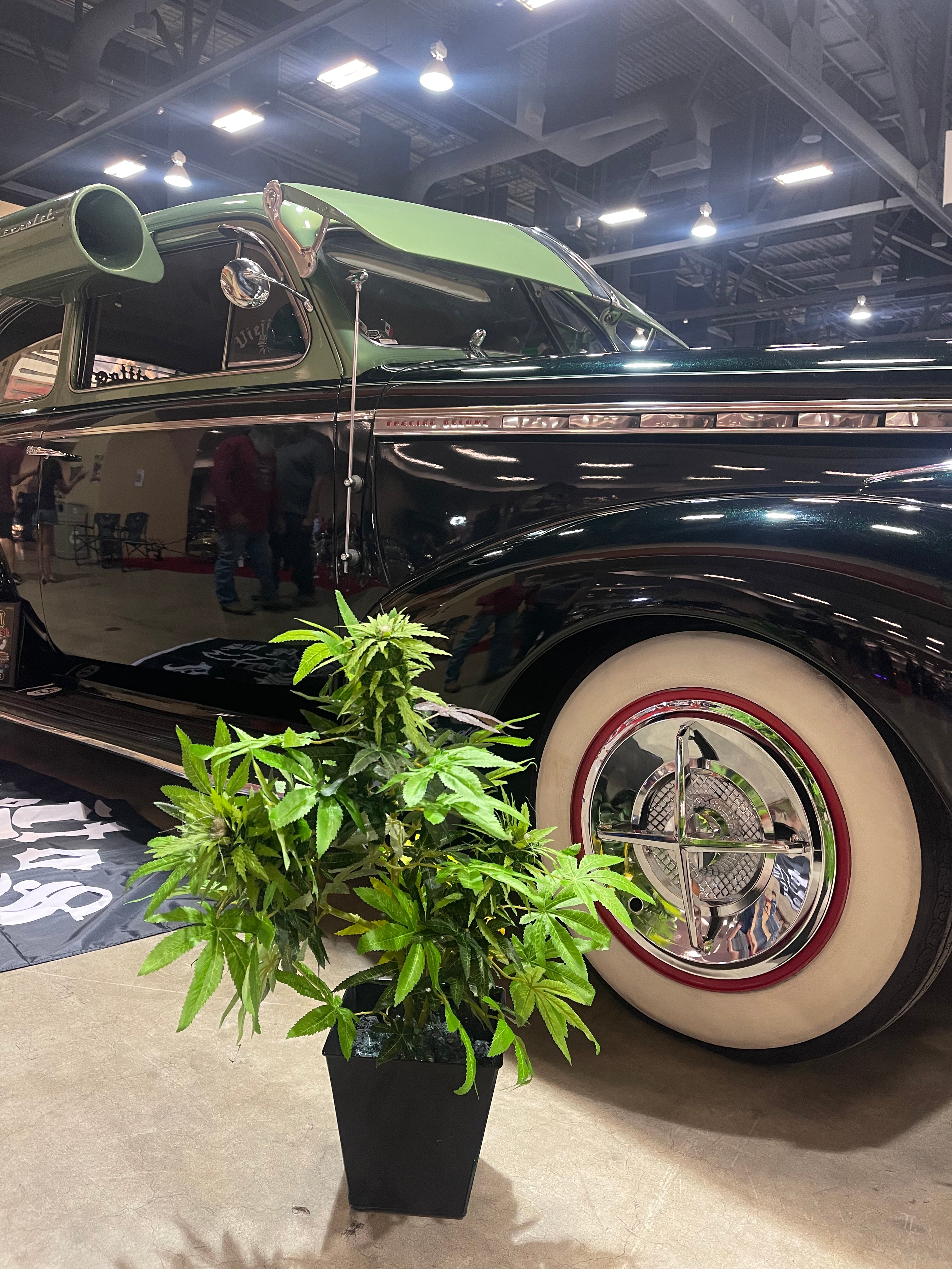 a vibrant OG Decobudz plant looking fly next to a chromed out low rider  low rider in ABQ New Mexico car convention 