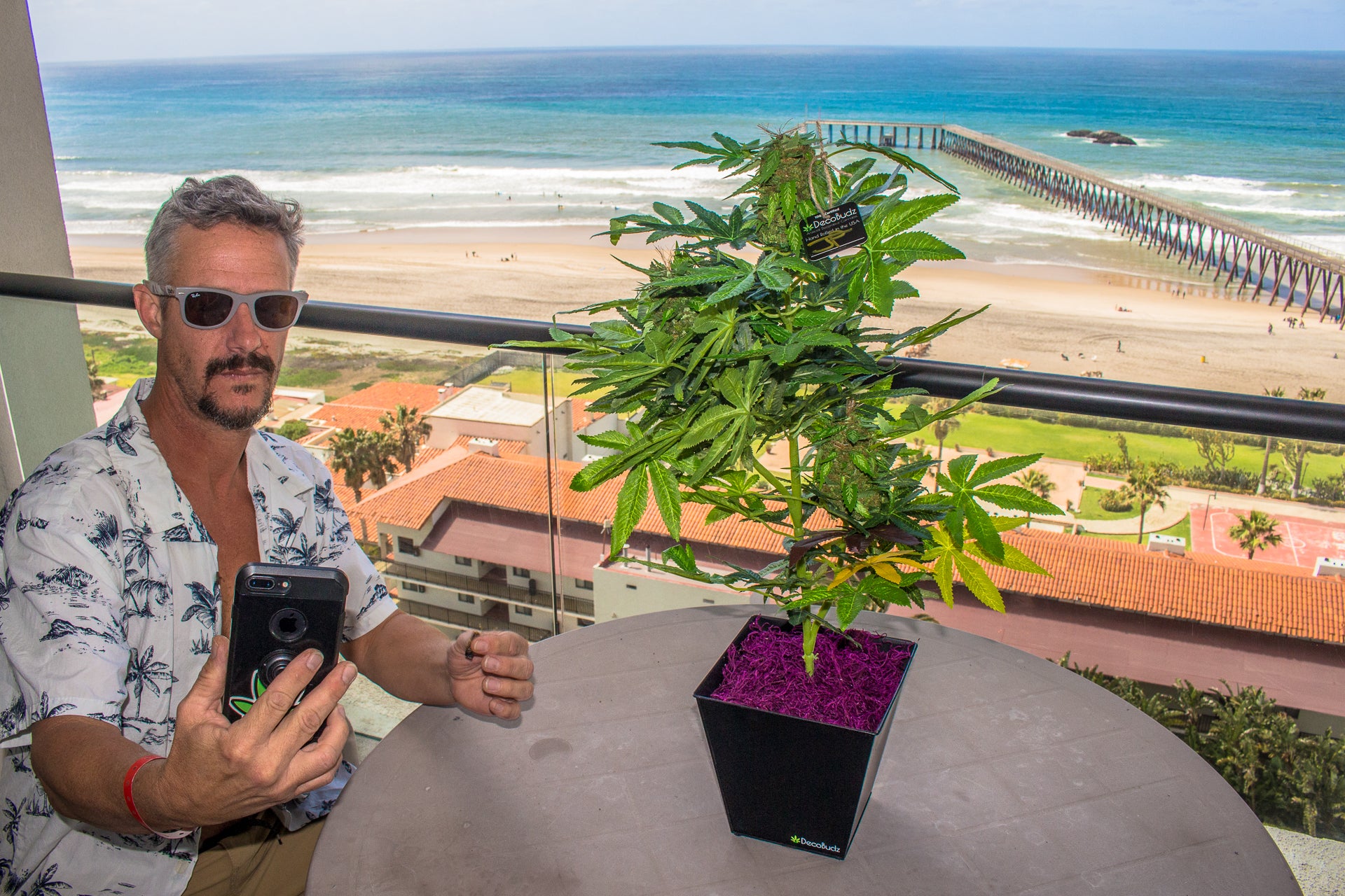 cool dude sitting on a balcony overlooking a blue ocean and pier and on the table is a beautiful Decobudz faux pot plant with vibrant purple top dressing 