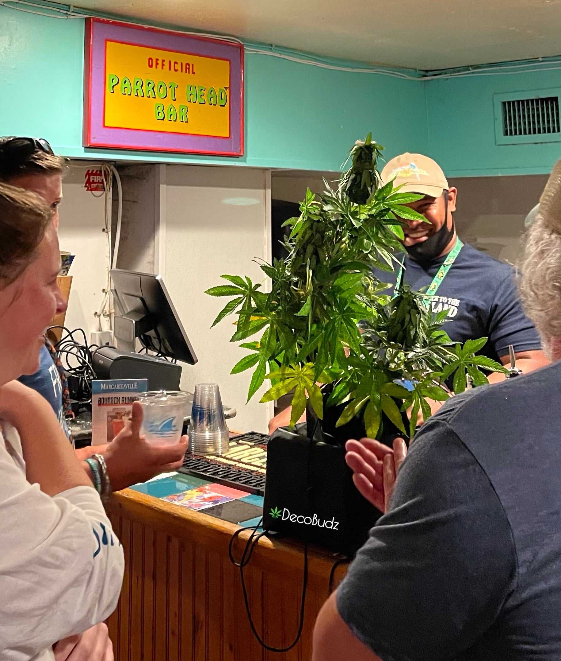 DecoBudz premium artificial cannabis plant at Margaritaville in Key Wes Florida on display at the bar people standing around admiring its beauty and having a productive talk about current drug poilicy