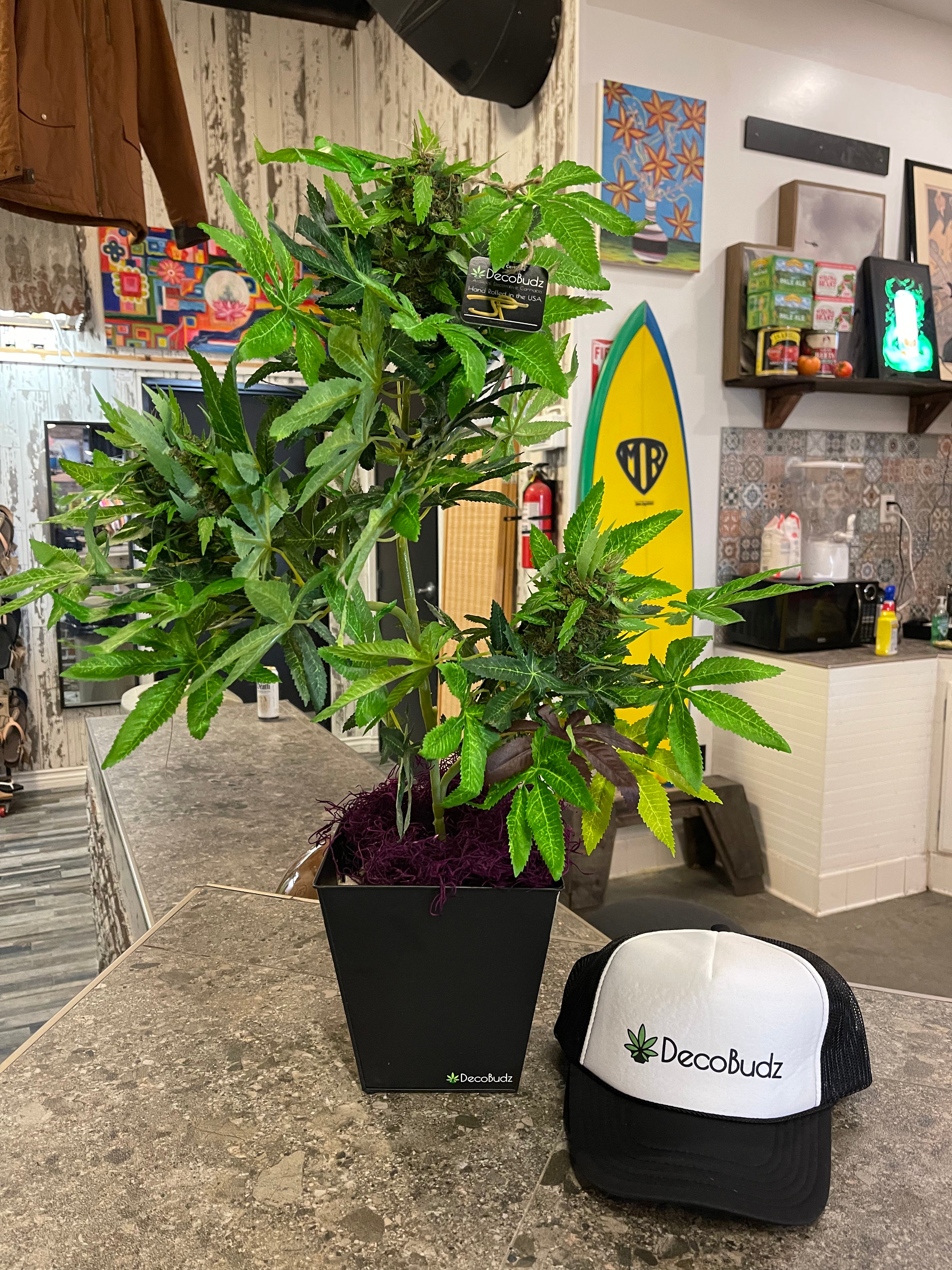 DecoBudz Trucker Hat and OG Large plant on display in a surf shop  in California